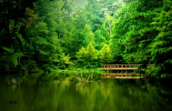 "country pond" taken by J. Marie