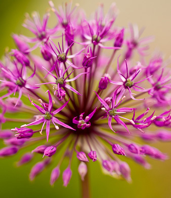 "Summer Garden" captured by Jack Larson