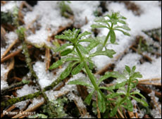 Shallow Depth of Field Selective Focus Details with an Old and