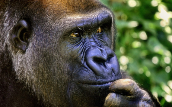 "Gorilla" captured by Gary Sissons