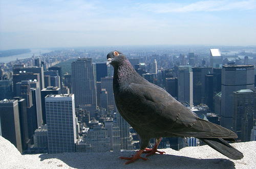 "Pigeon on the Empire State Building" captured by Malcolm Wade