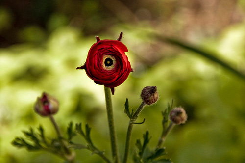 flower photo techniques