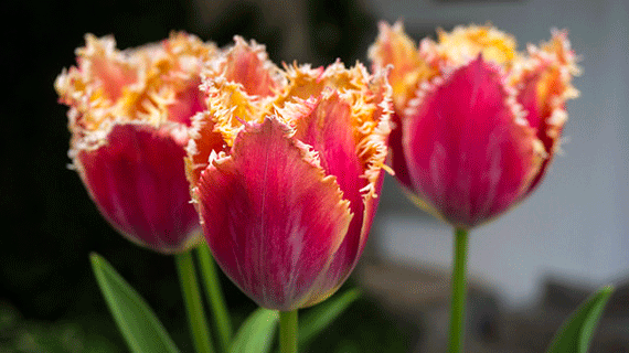 flower photography close up