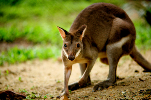 zoo photography