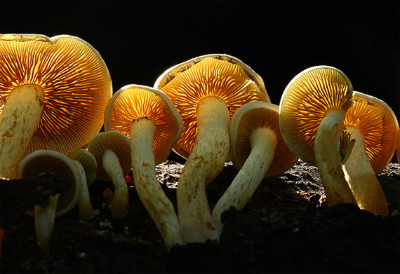 mushroom photography