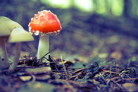 tips for mushroom photography