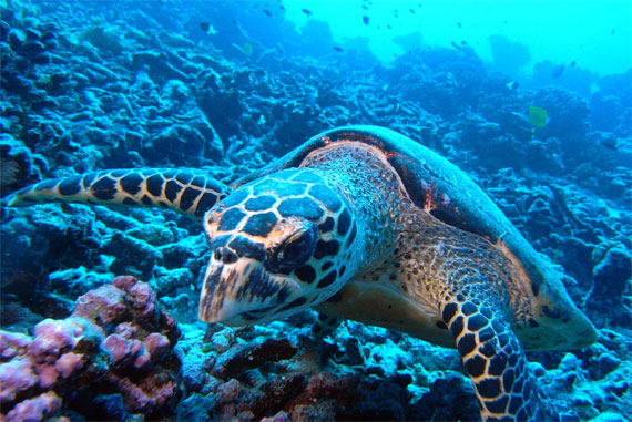 taking photos underwater