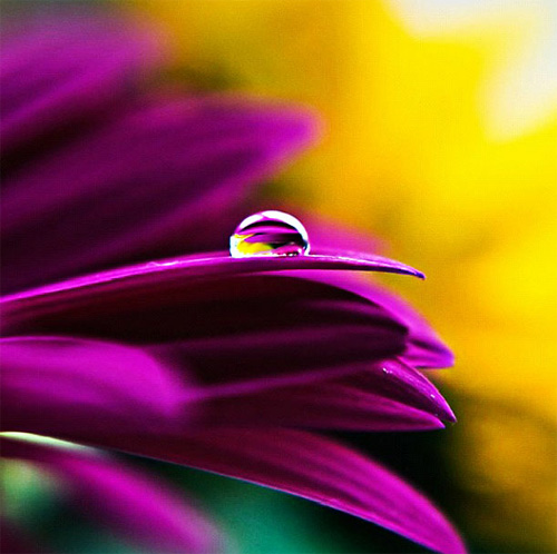 dew drop