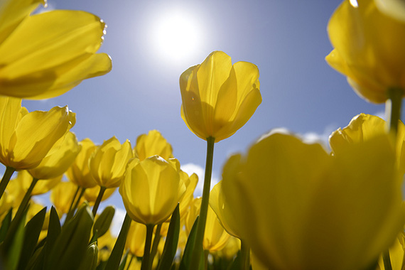 backlit tulips