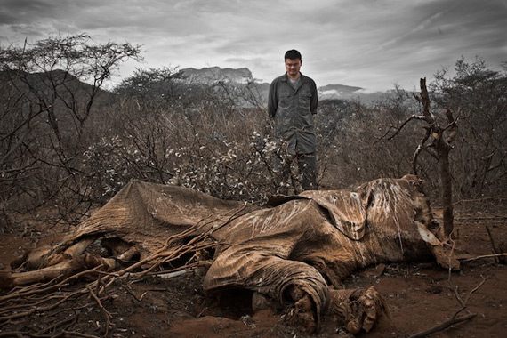 yao ming poached elephant