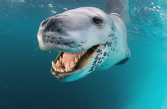 National Geographic Photographer Faces Off with Giant Leopard Seal