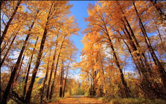 fall trees