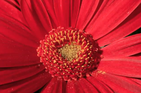 red flower