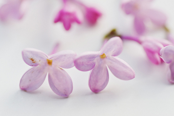 macro flowers