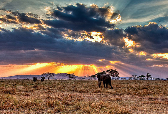 safari photography