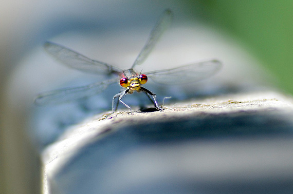 insect photo shallow depth of field