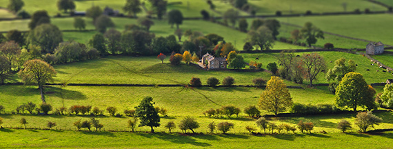 green landscape