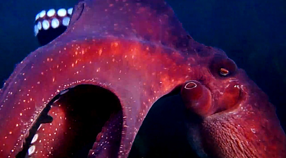 Curious Octopus Steals Camera