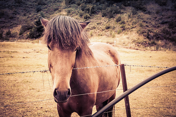 horse in new zealand