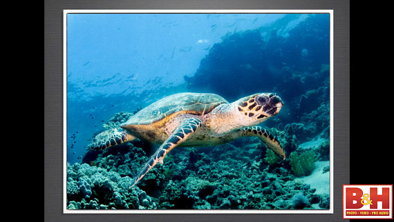 sea turtle