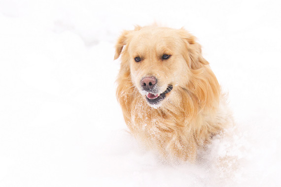 "Dashing through the snow" captured by Dmitry Kalinin. 