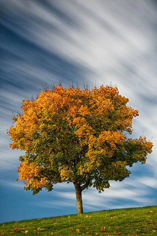 tree with fall colors against cloudy sky