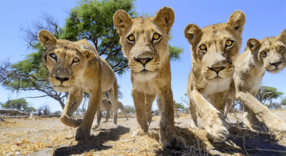 big cat up close and personal wildlife