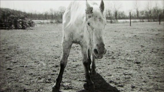 horse geriatric elderly animal aging farm