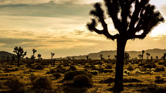 joshua tree timelapse