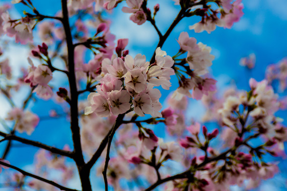 cherry blossom flowers