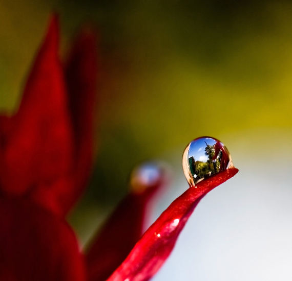 macro flower photography