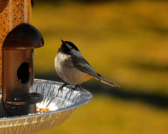 bird photography basics