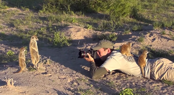 meerkat-photo-shoot