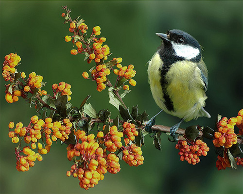 wild bird photography