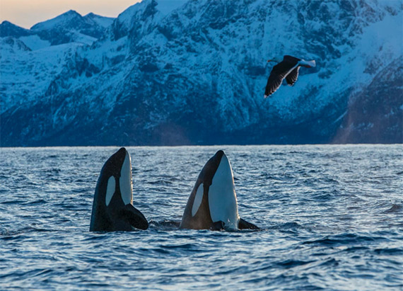 orcas