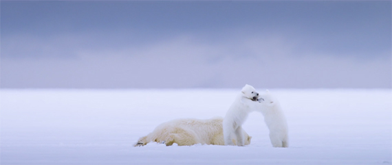 polar bears alaska white glacier ice cute baby animal