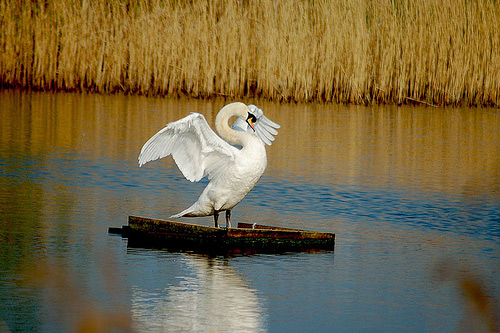 bird photography