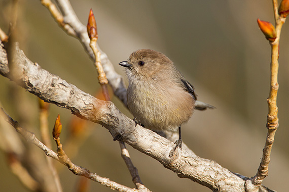 grey-bird