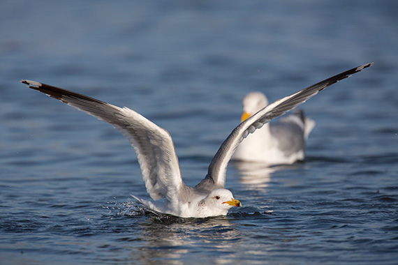 photographing-gulls