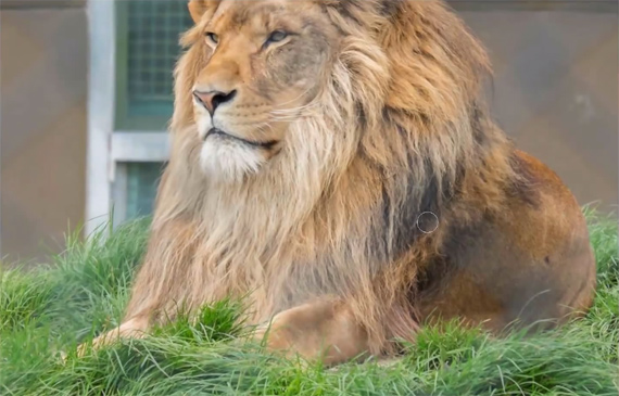 lion fence cage enclosure