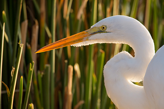 close-up-bird-photo