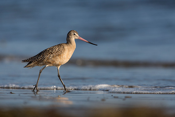 photographing-birds-on-the-beach