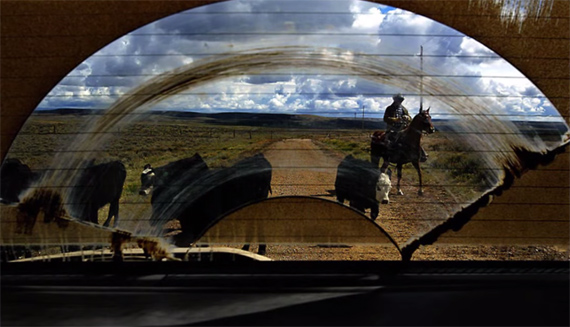 mud cowboy ranch rancher cows cattle horse herding country