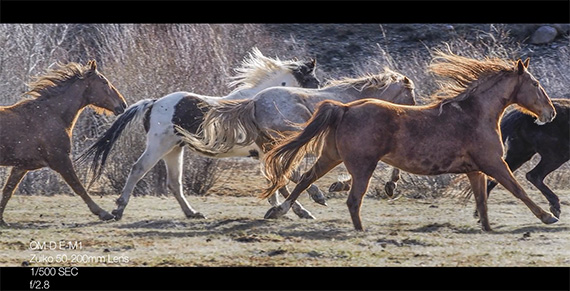 running-horses