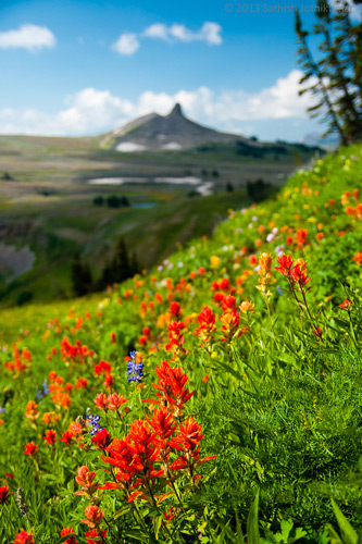 wildflowers