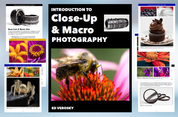 macro-photography-guide