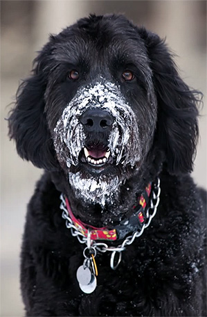 shoot from a low angle when shooting animals and pets