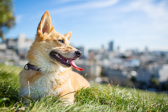 low angle dog photography