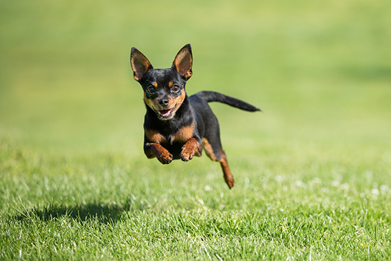 how do you photograph a dog in motion