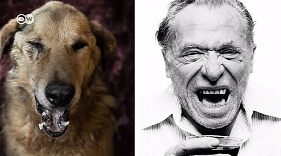 dog as bukowski photo